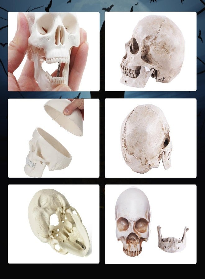 Haniforever 2-Pack Mini Skulls Décor, Human Skull Model Anatomy Skull Model for Studying,Tiny Resin Skulls, Drawing Model Skull Figurine, Small Skull Head for Students,Art Gift - Image 3